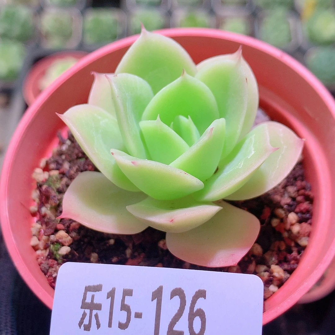 乐然15-126 柠檬酸橙