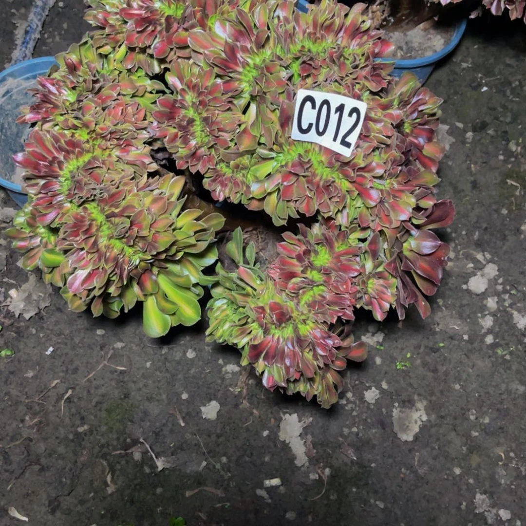 女巫宽中班16//////4瑕疵包邮