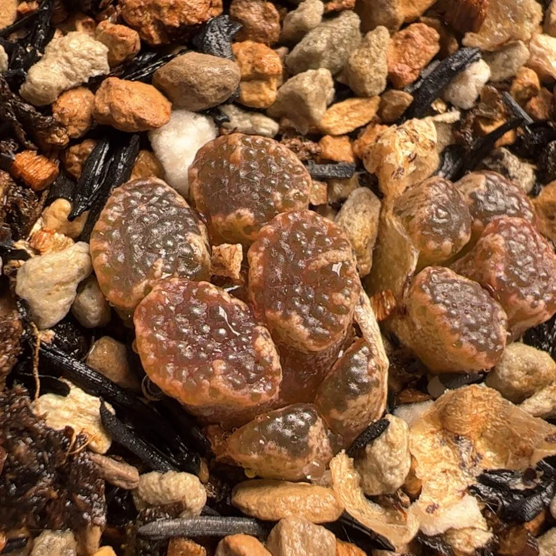 752多肉植物百科