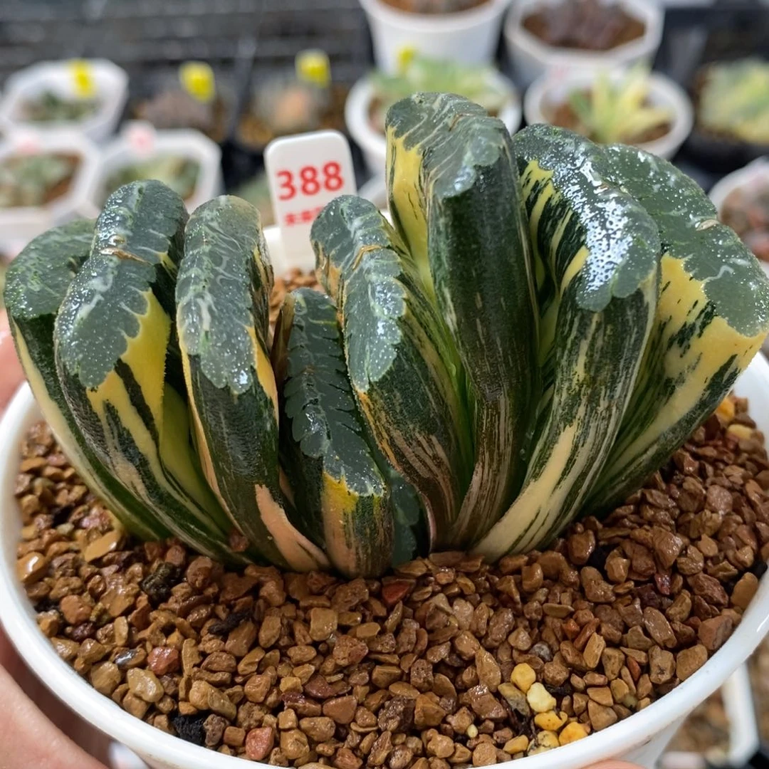 388赤斑玉露扇锦一物一图