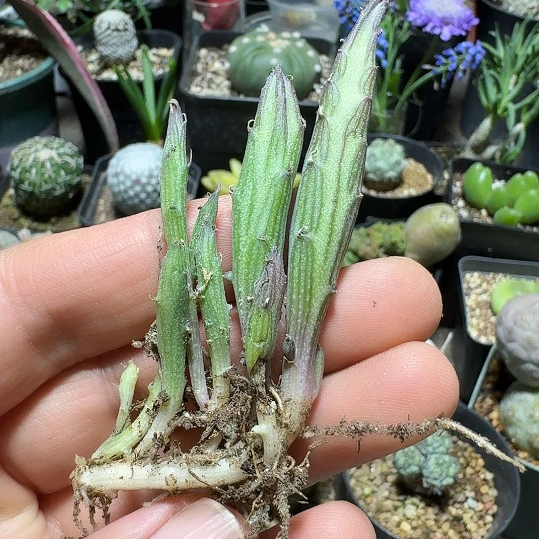 500初鹰脱土发货自根