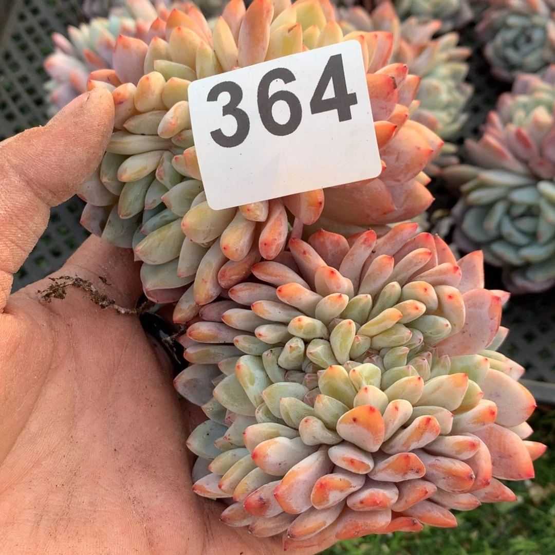 文*364橙子多肉植物组合