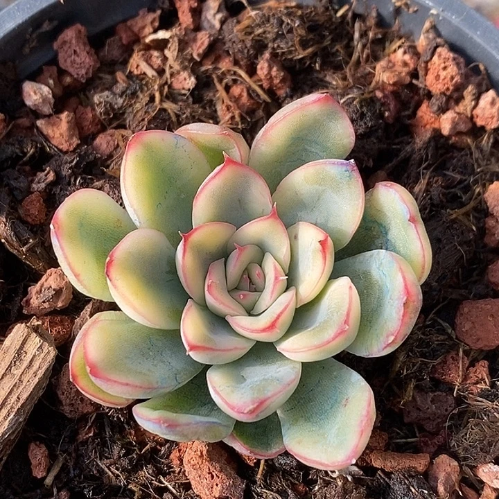 荷花复轮锦多肉植物