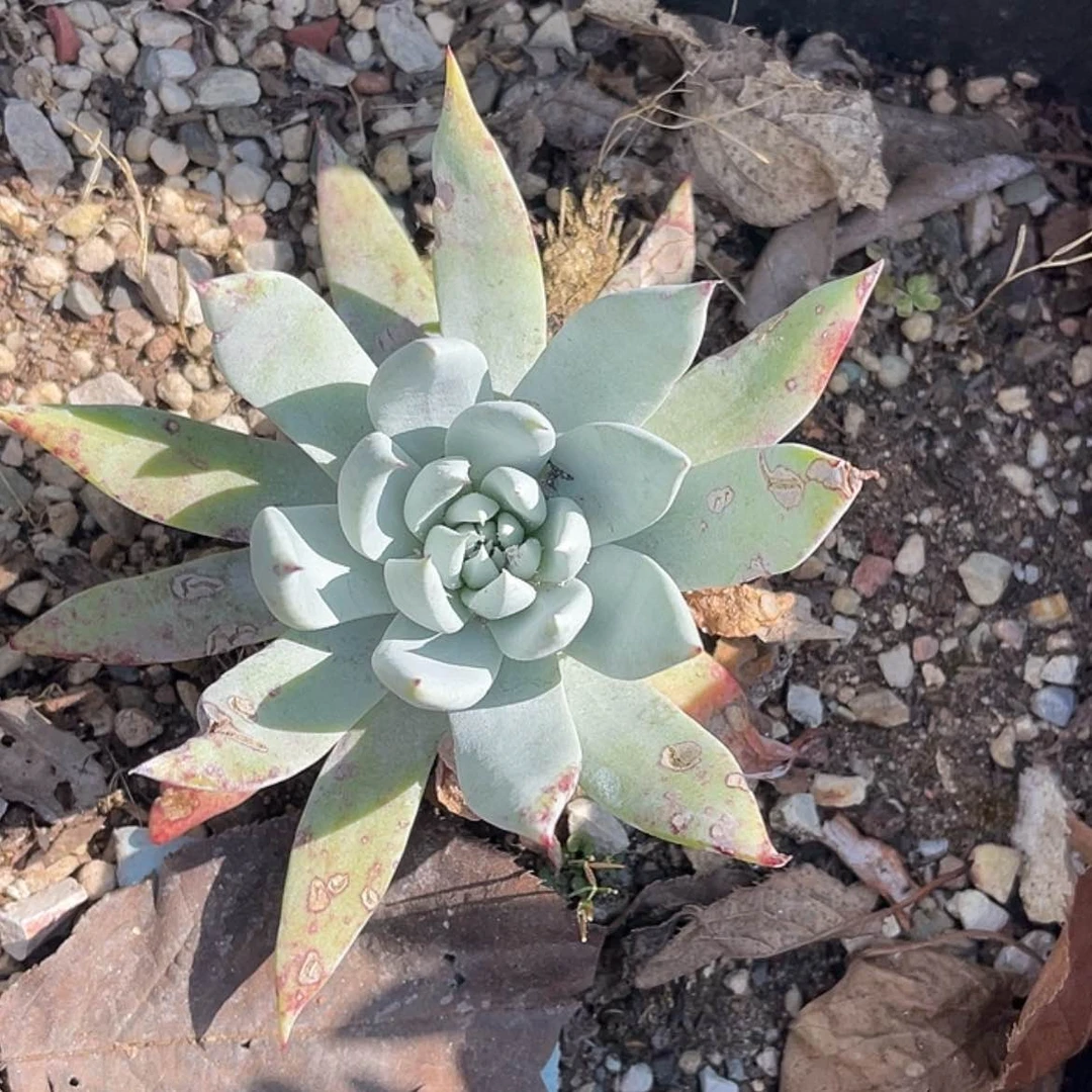 【闪购商品】法瑞杂交