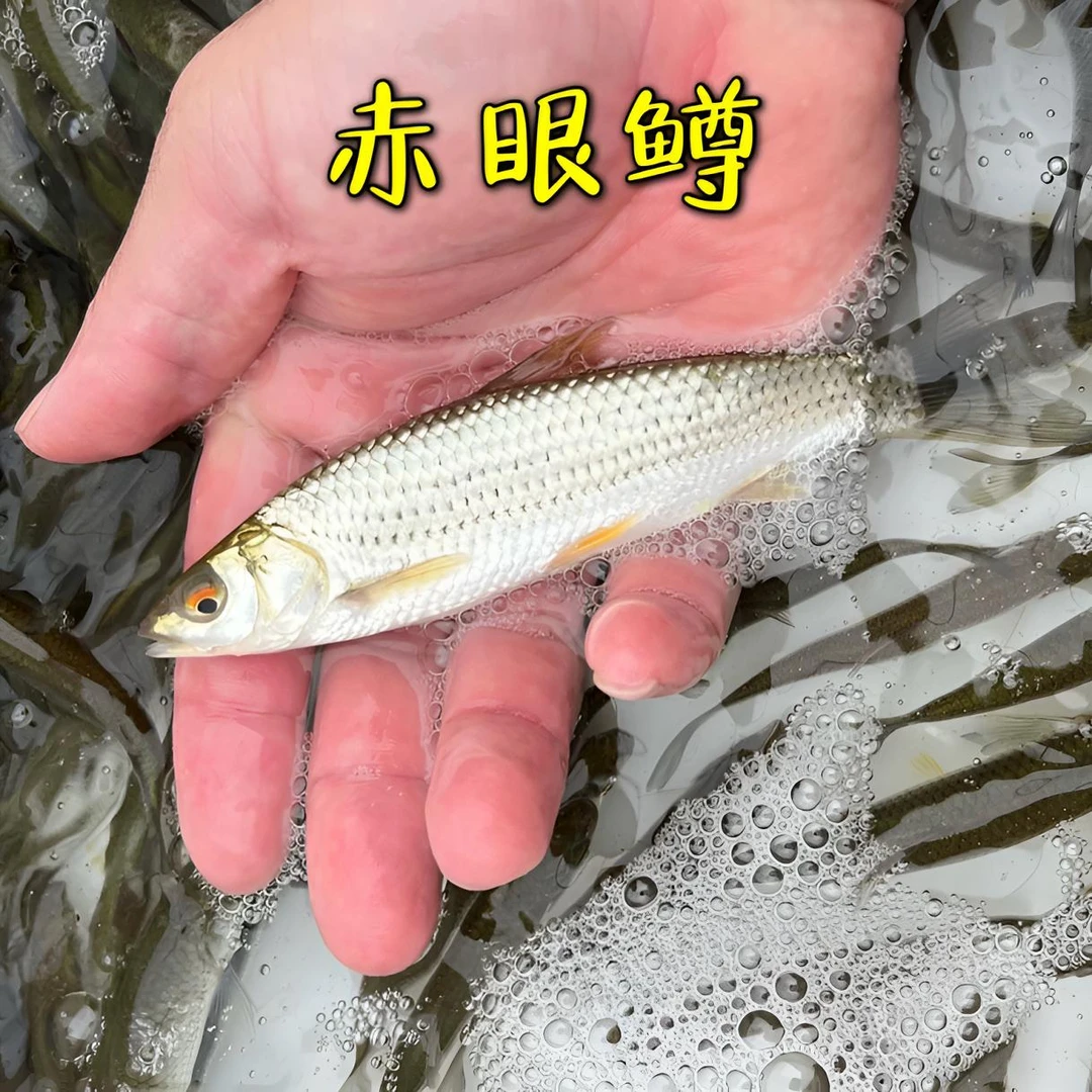 优质赤眼鳟鱼苗 红眼鲮 淡水养殖鱼 宠物鱼 观赏鱼 包邮 一手货源