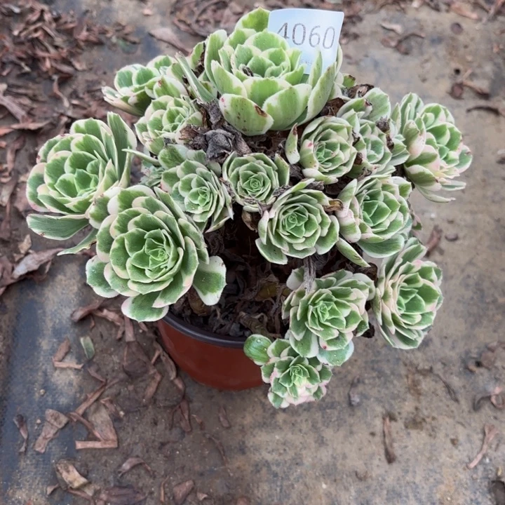 迈巴赫处理不包断头多肉4060