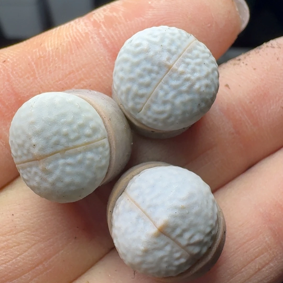 165三颗高尔夫0000000