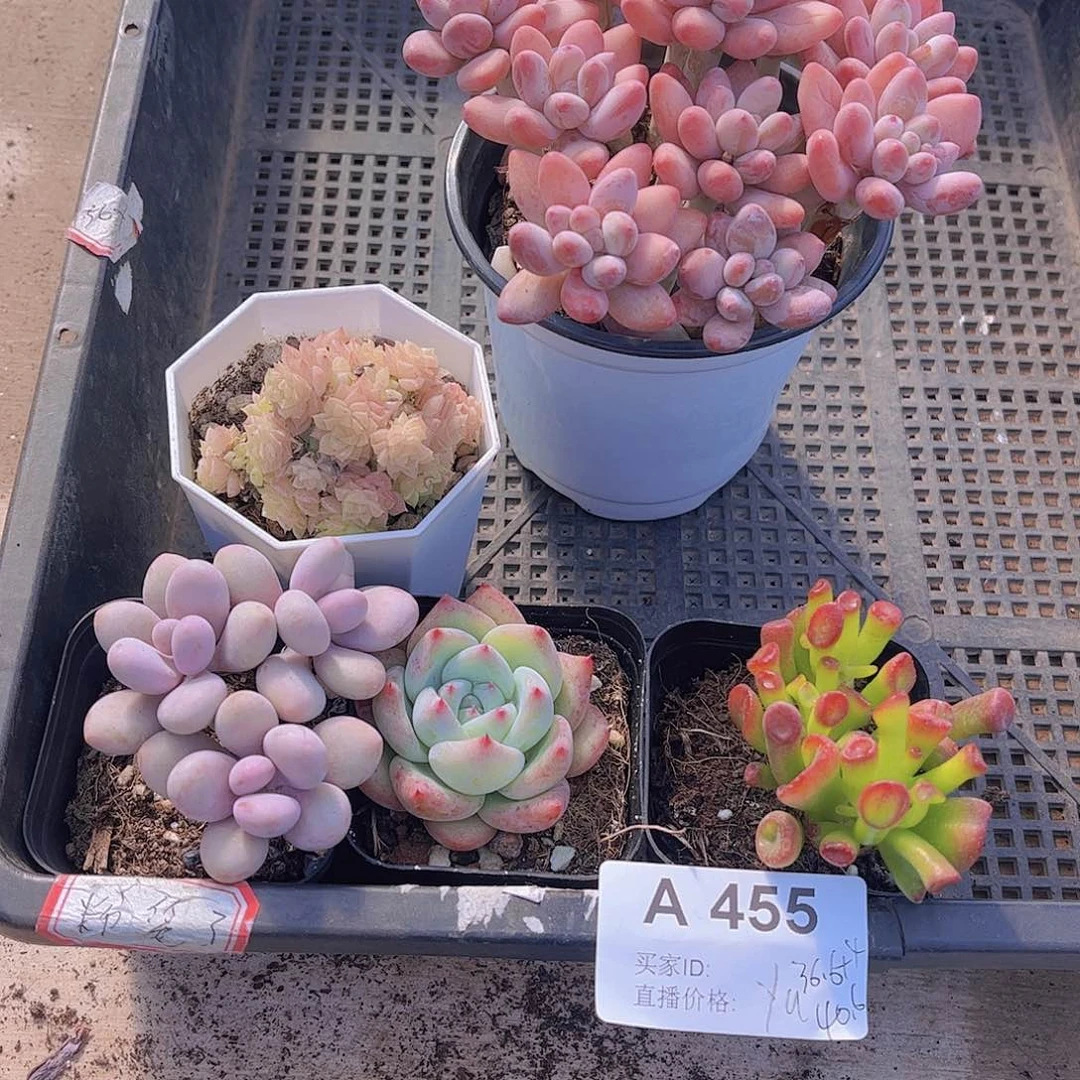 455号多肉植物多肉