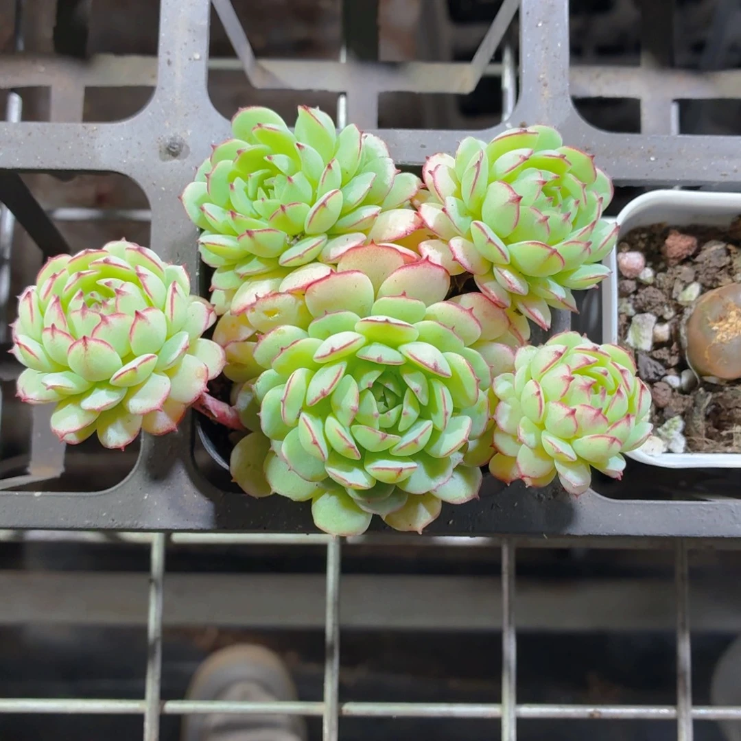 小红船多肉9.9包邮发货