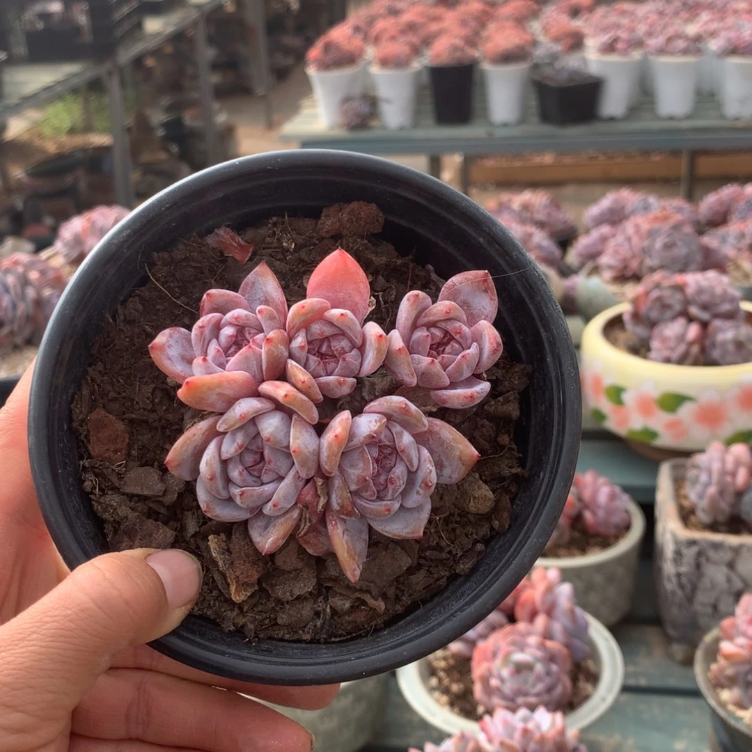 无花朵哈哈哈哈哈哈哈哈哈58