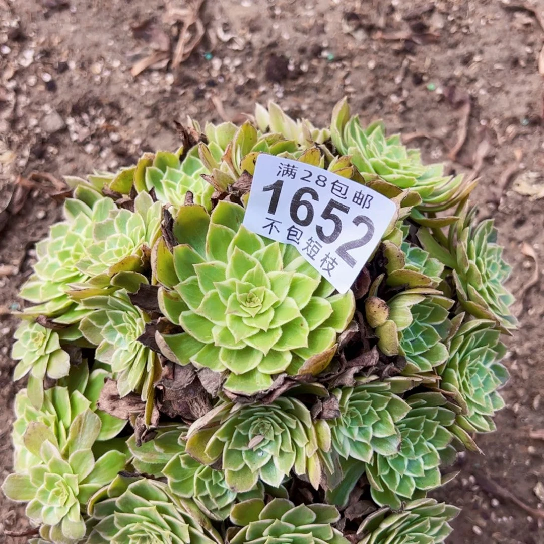 水蜜桃多肉植物1652