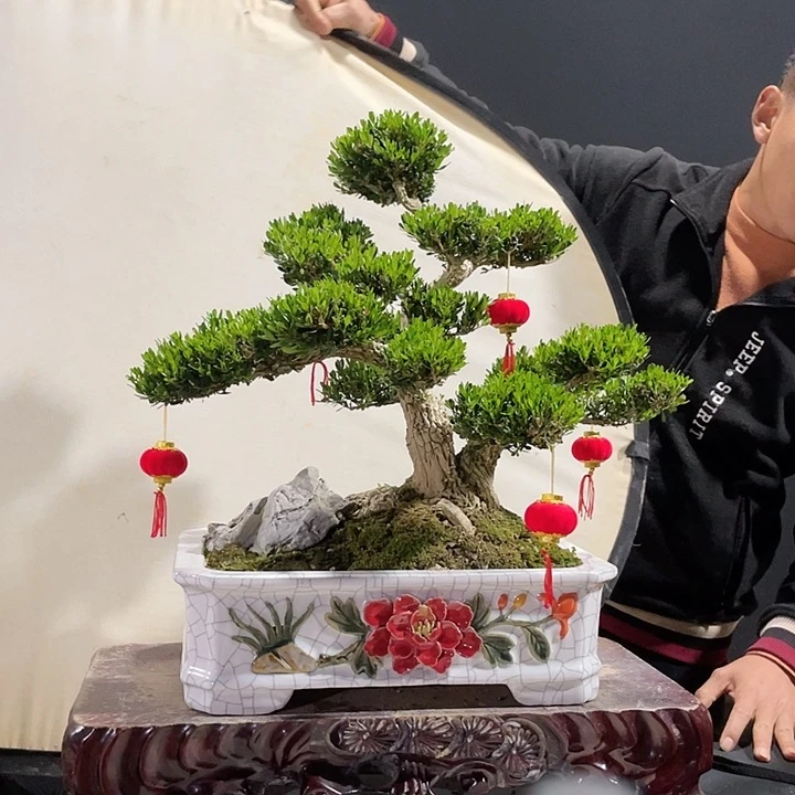 完全开放黄杨盆景园林