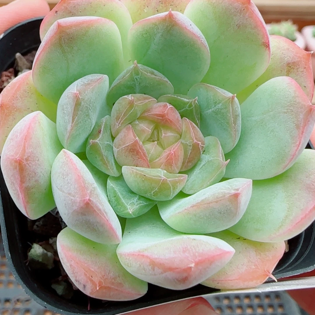 花语逸镜1008-319溏心珍妮