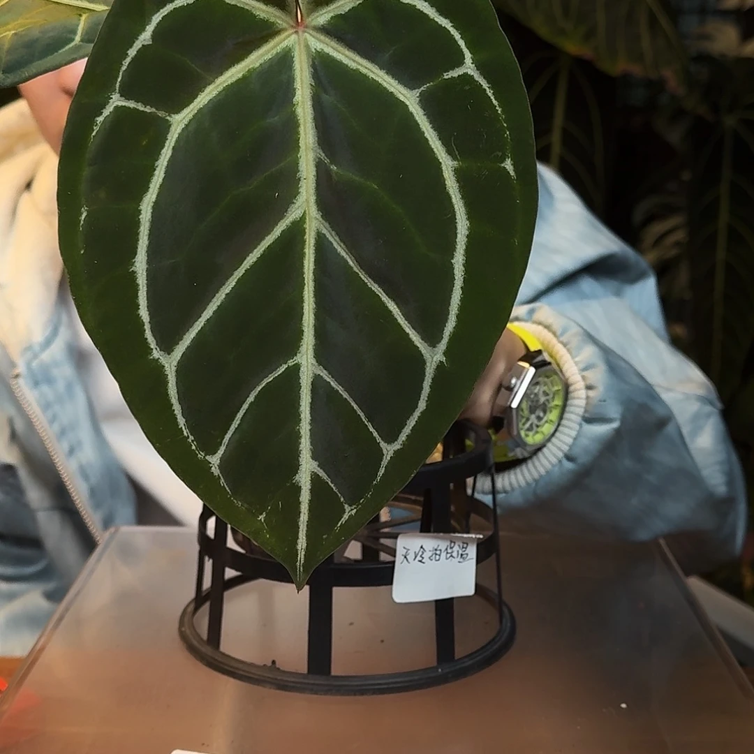 完全开放W75南美水晶杂粗脉水晶