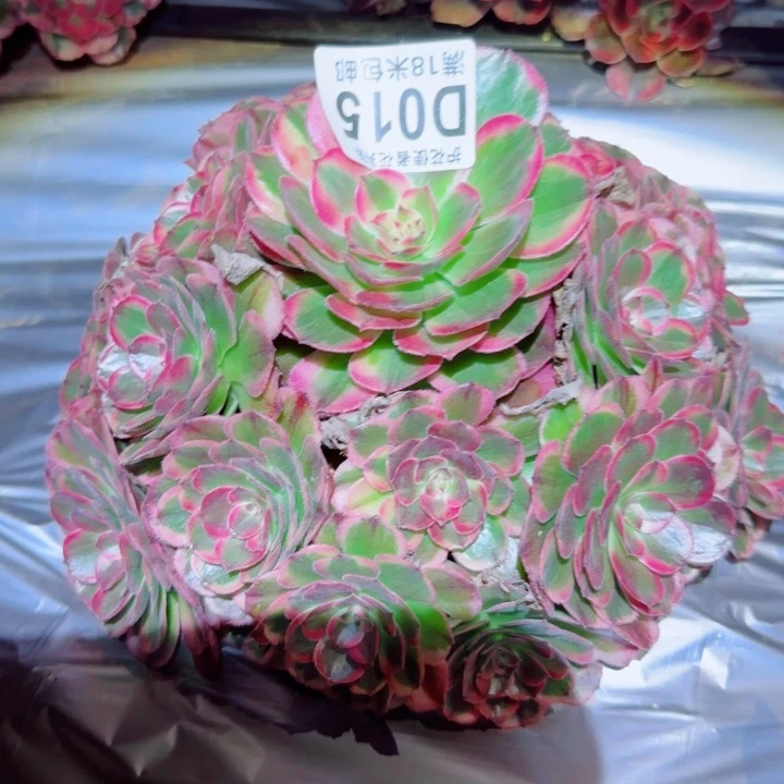 多肉 海胜多肉法师植物