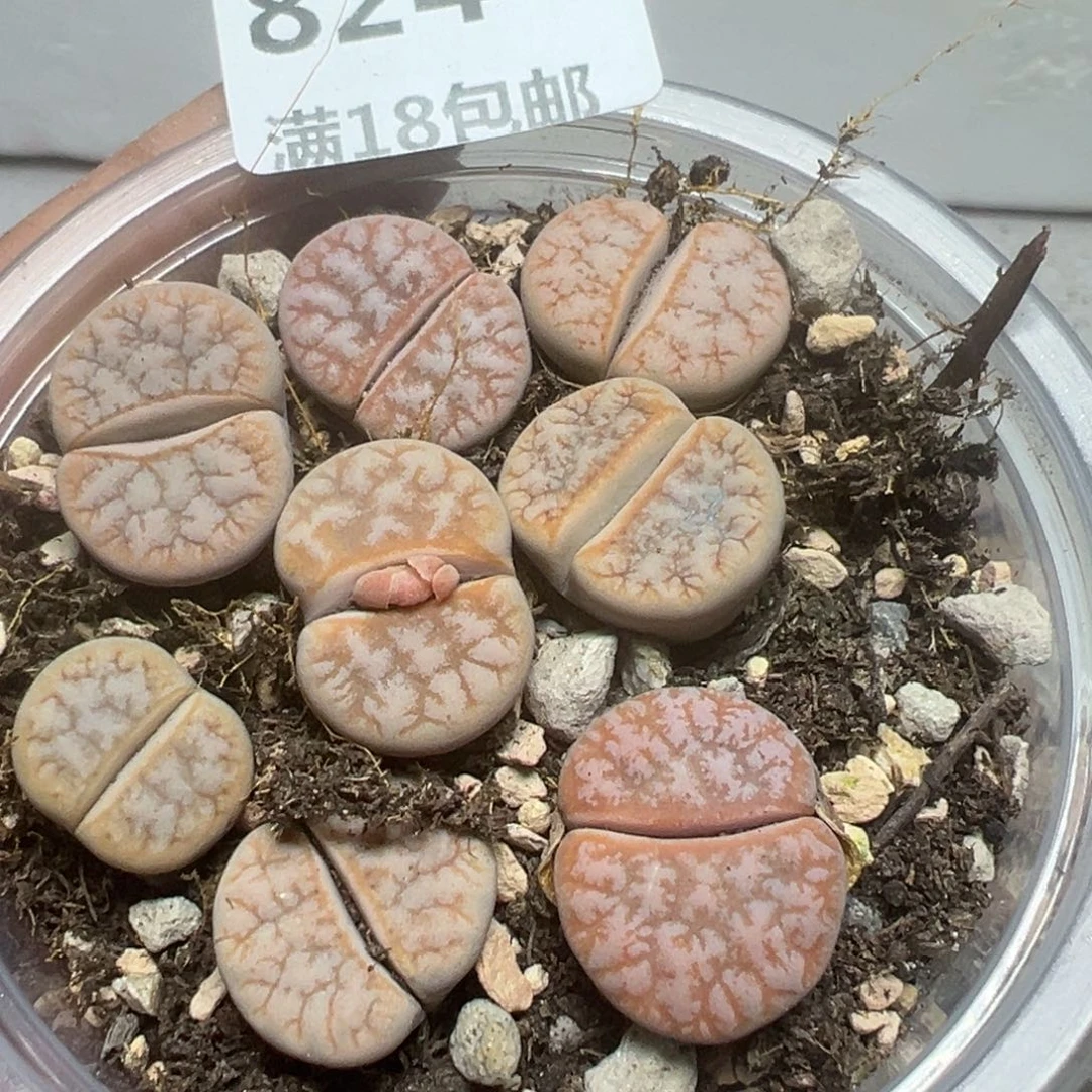 【闪购商品】 824。
