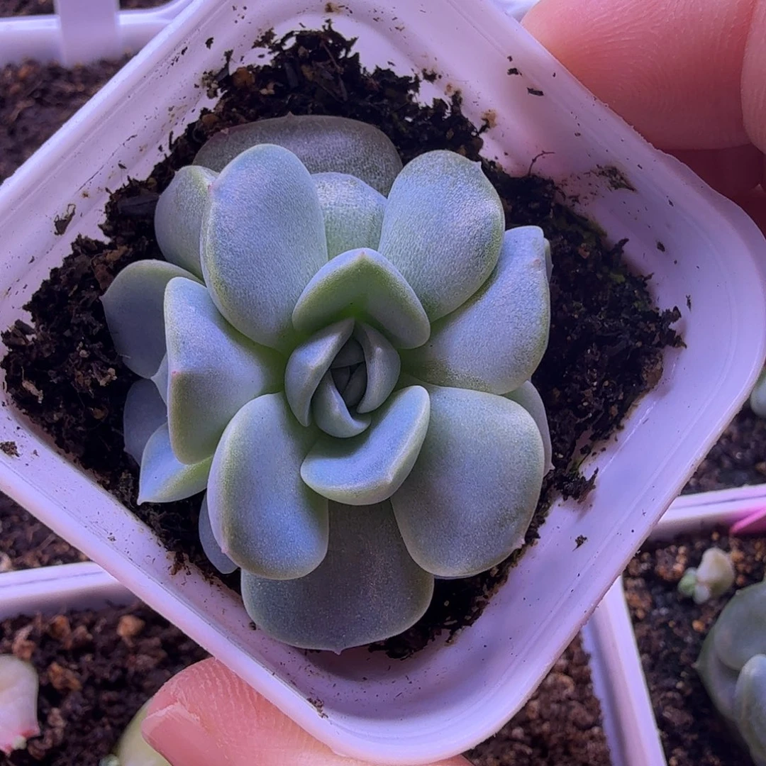 青梅叶插苗3头一物一拍