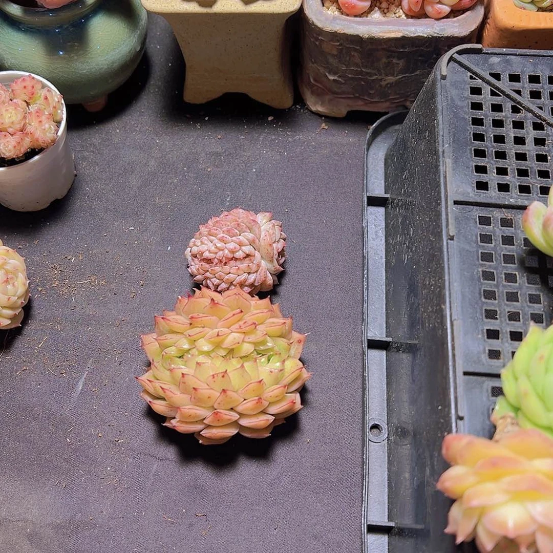 方*多肉植物，多肉植物