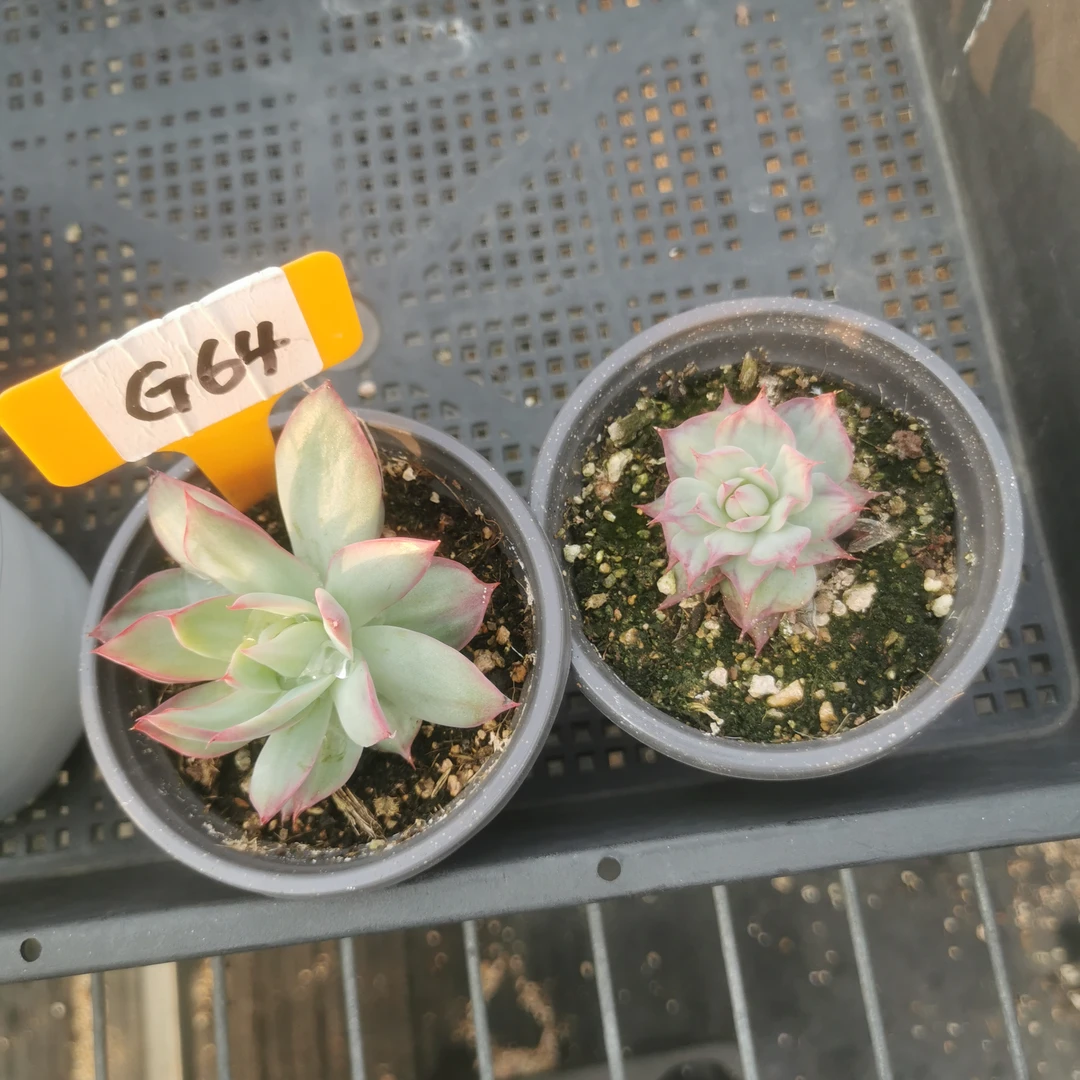 惊鸿仙子多肉植物