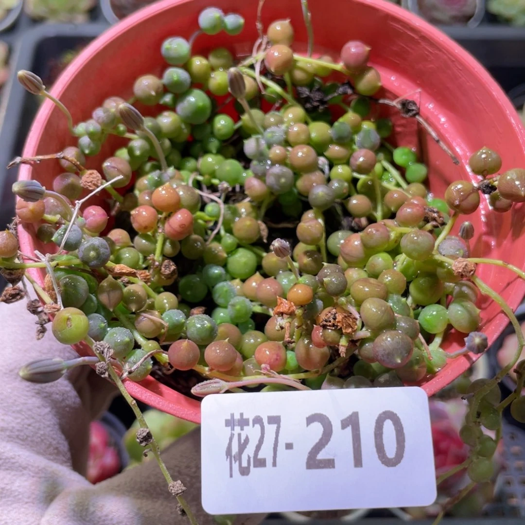 花利美27-210佛珠