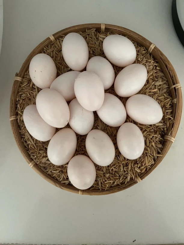 正宗杂粮喂养新鲜天然鸽子蛋农场直发包邮适合孕妇宝宝