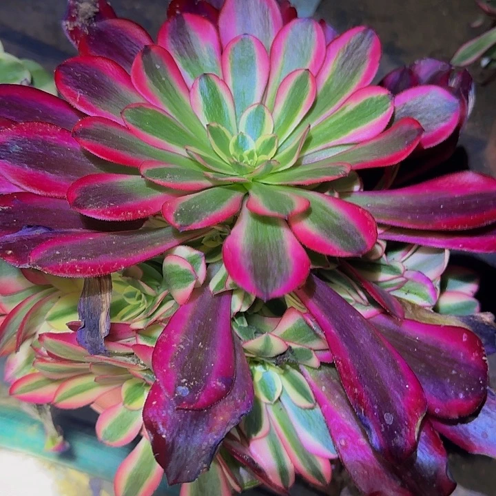 美杜莎捧花亏本福利