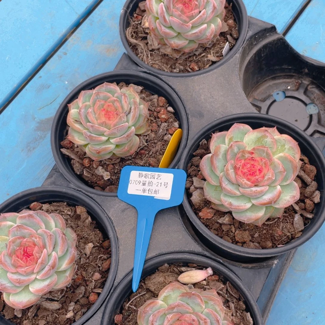 0709-21-精品白桃汽水一刻