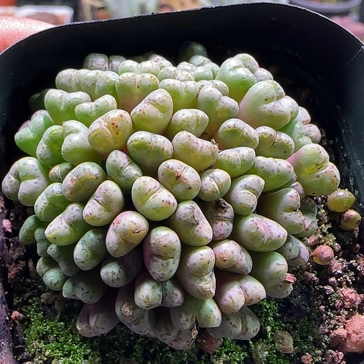 哈哈哈哈哈哈哈。264