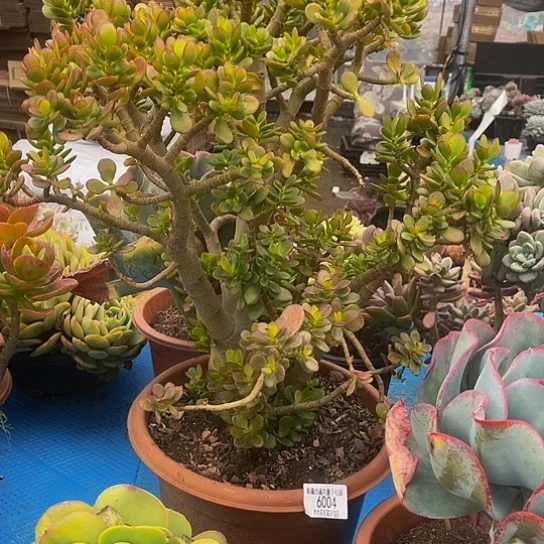 O*玉树6004多肉多肉