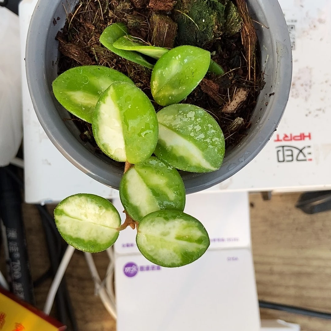 ，***完全开放杂葡内锦一物一拍