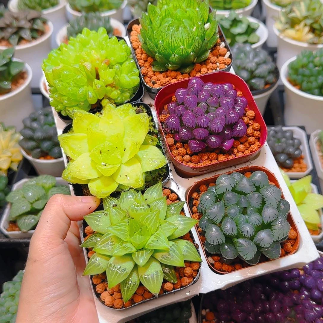 玉露群，蝉翼，黄金，紫宝石，玉露寿，冰灯