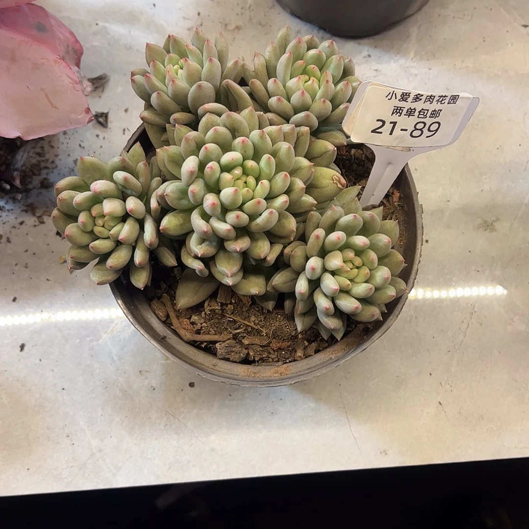 y***院多肉植物组合盆栽89