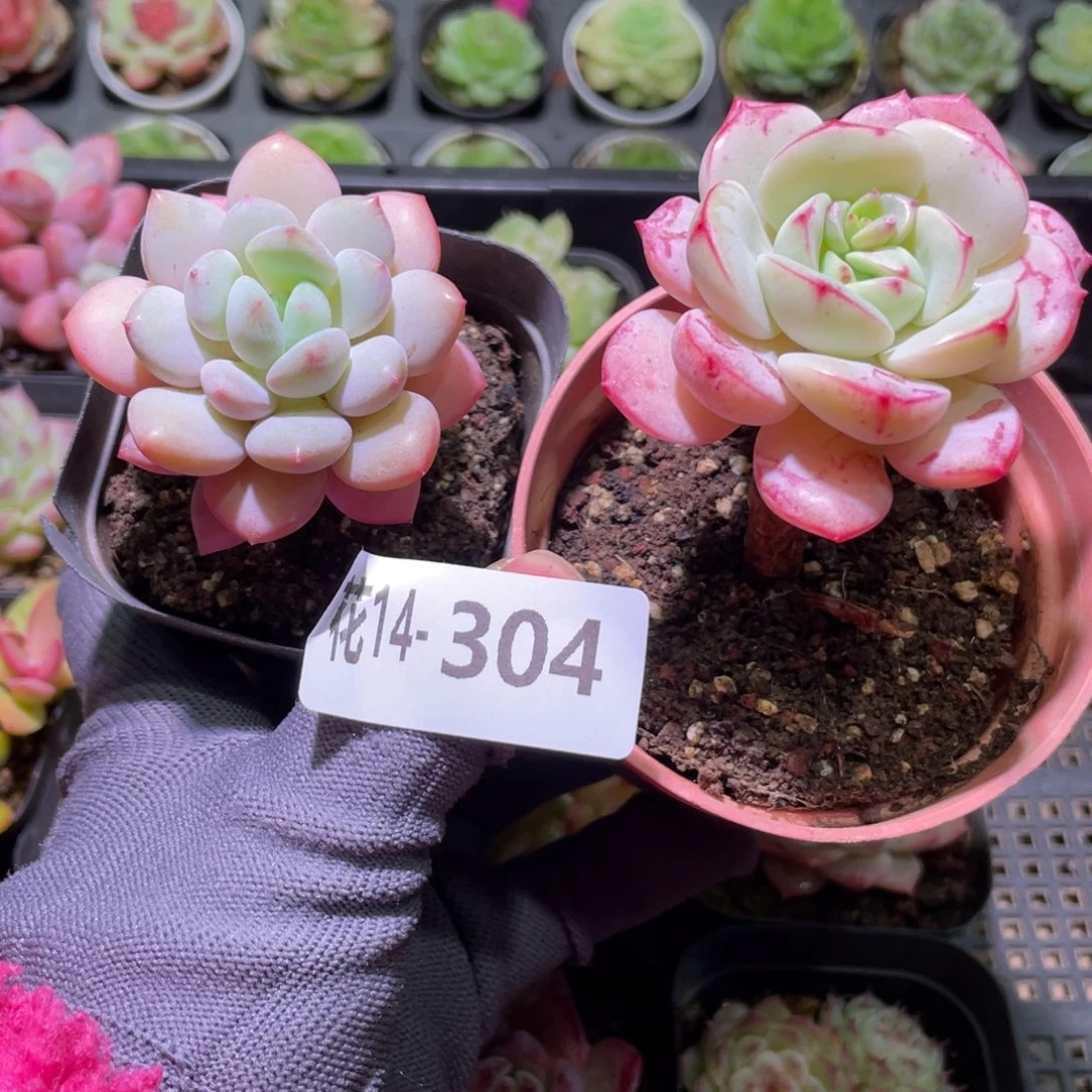 花利美14-304多肉2颗