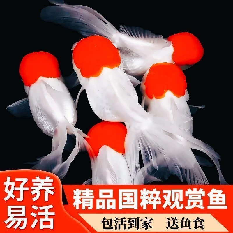 招财鹤顶红当头金鱼龙睛狮子头冷水淡水观赏鱼活鱼好养耐活鸿运