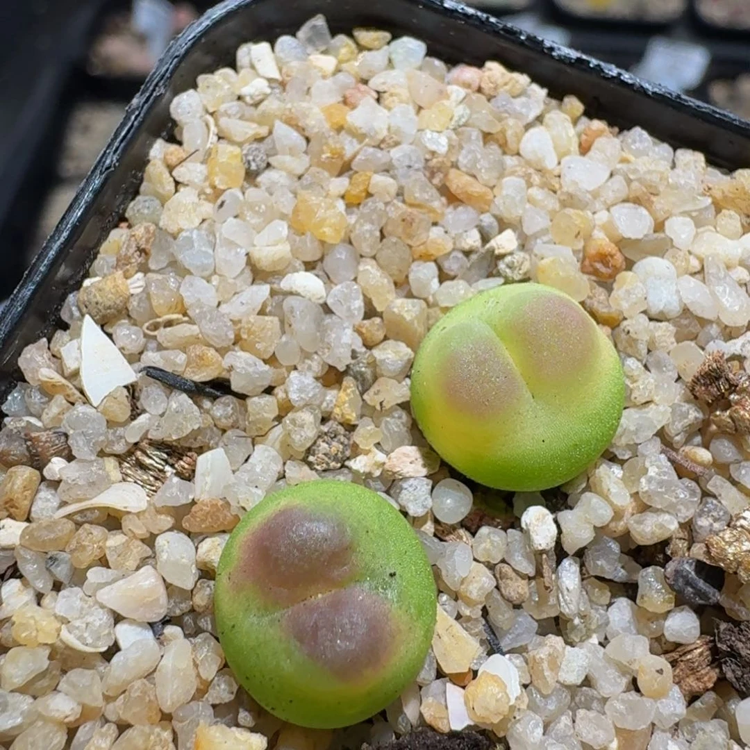 zzzz生石花肉锥1248紫皮拉登