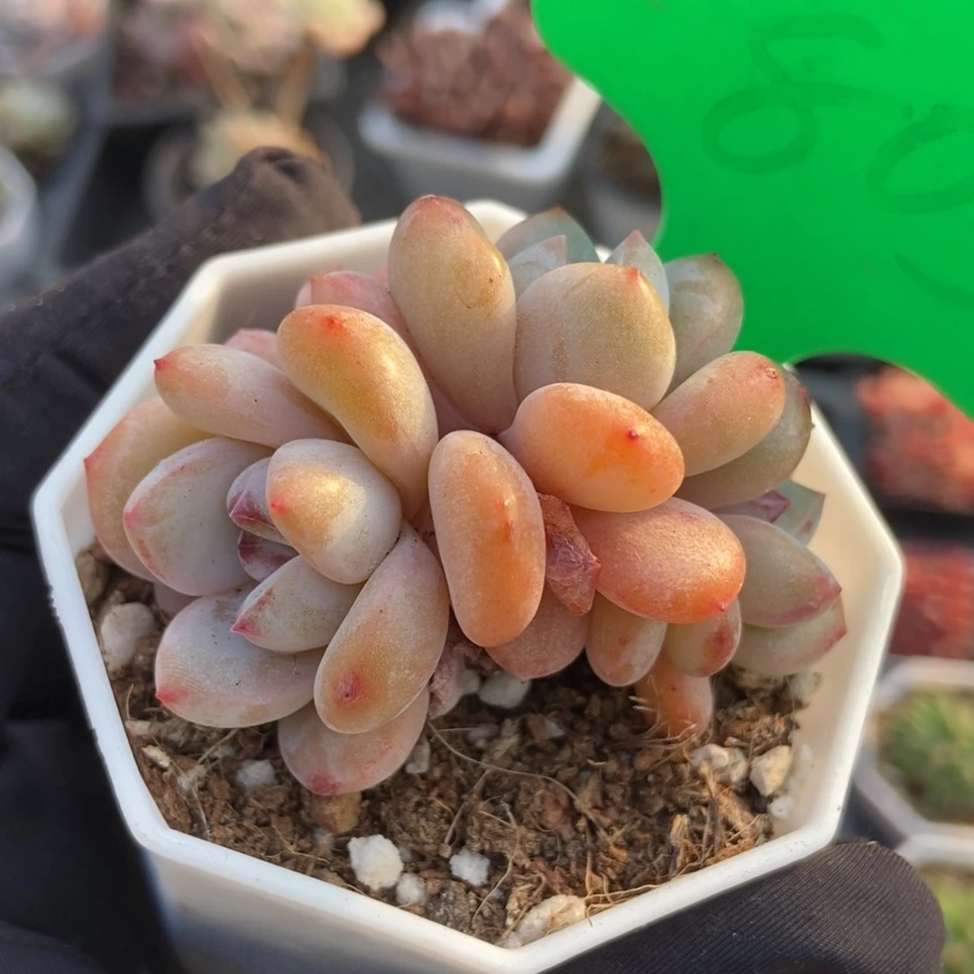 805星星雪多肉植物保护^_^