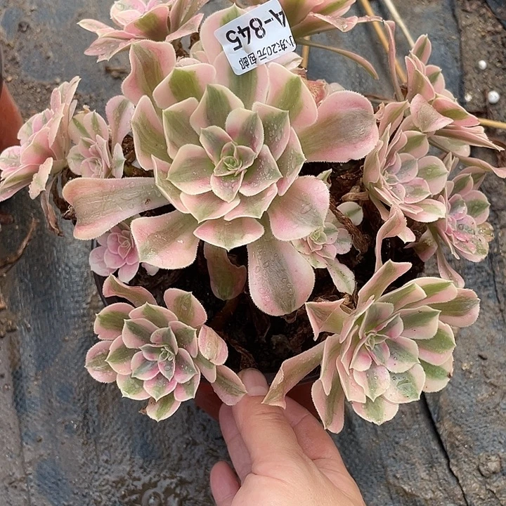 845女巫多肉植物法师