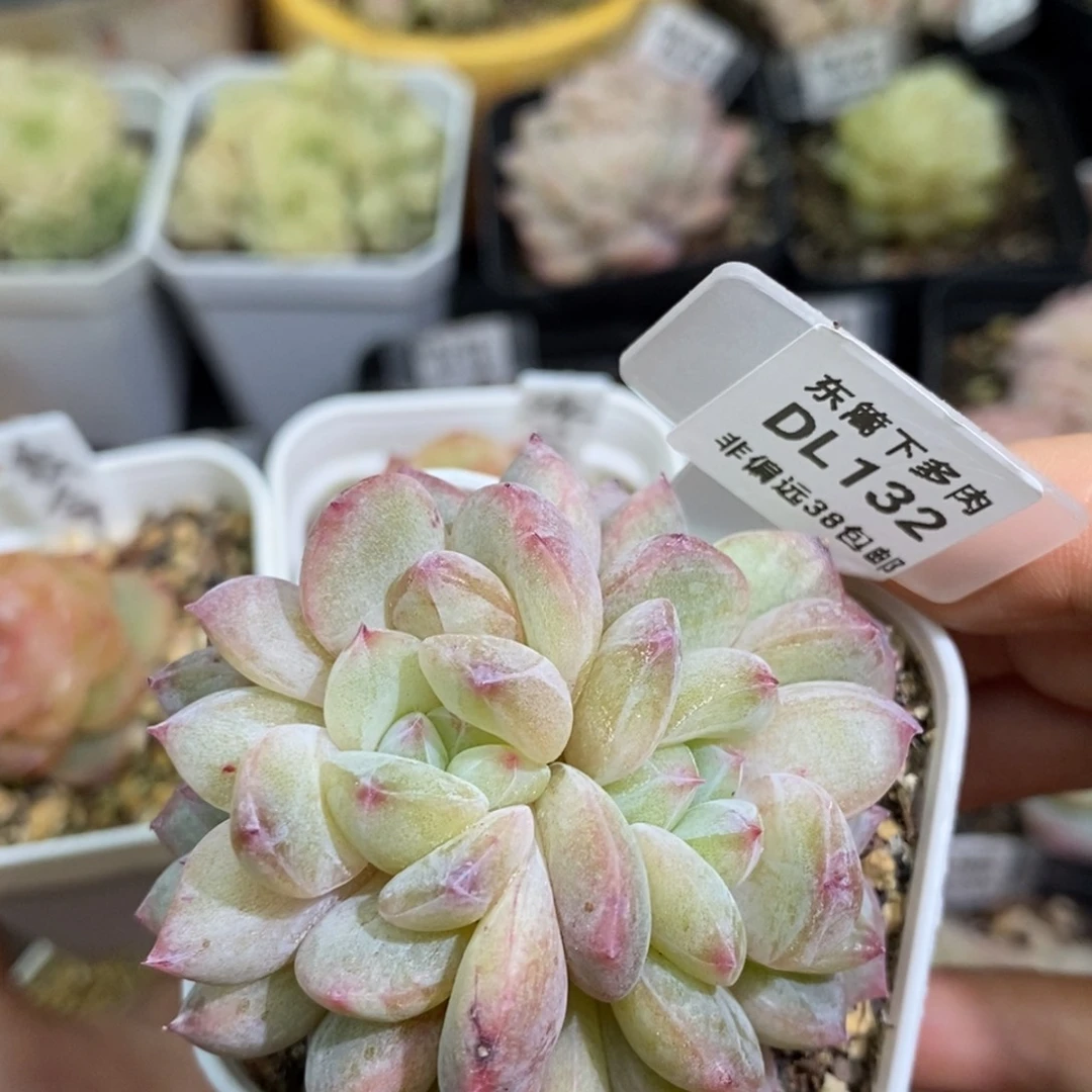 132东篱下多肉植物盆栽