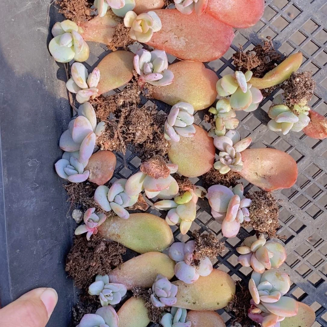 韩版一代奶茶3头10颗有根。