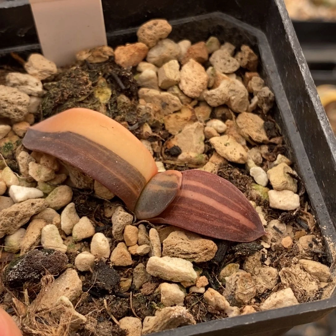 277卧牛多肉植物