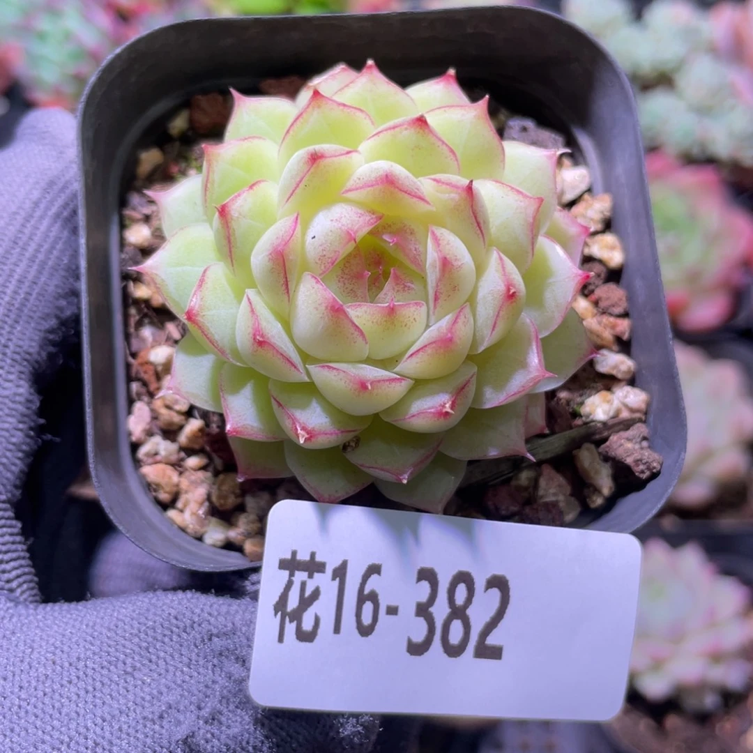 花利美16-382女王