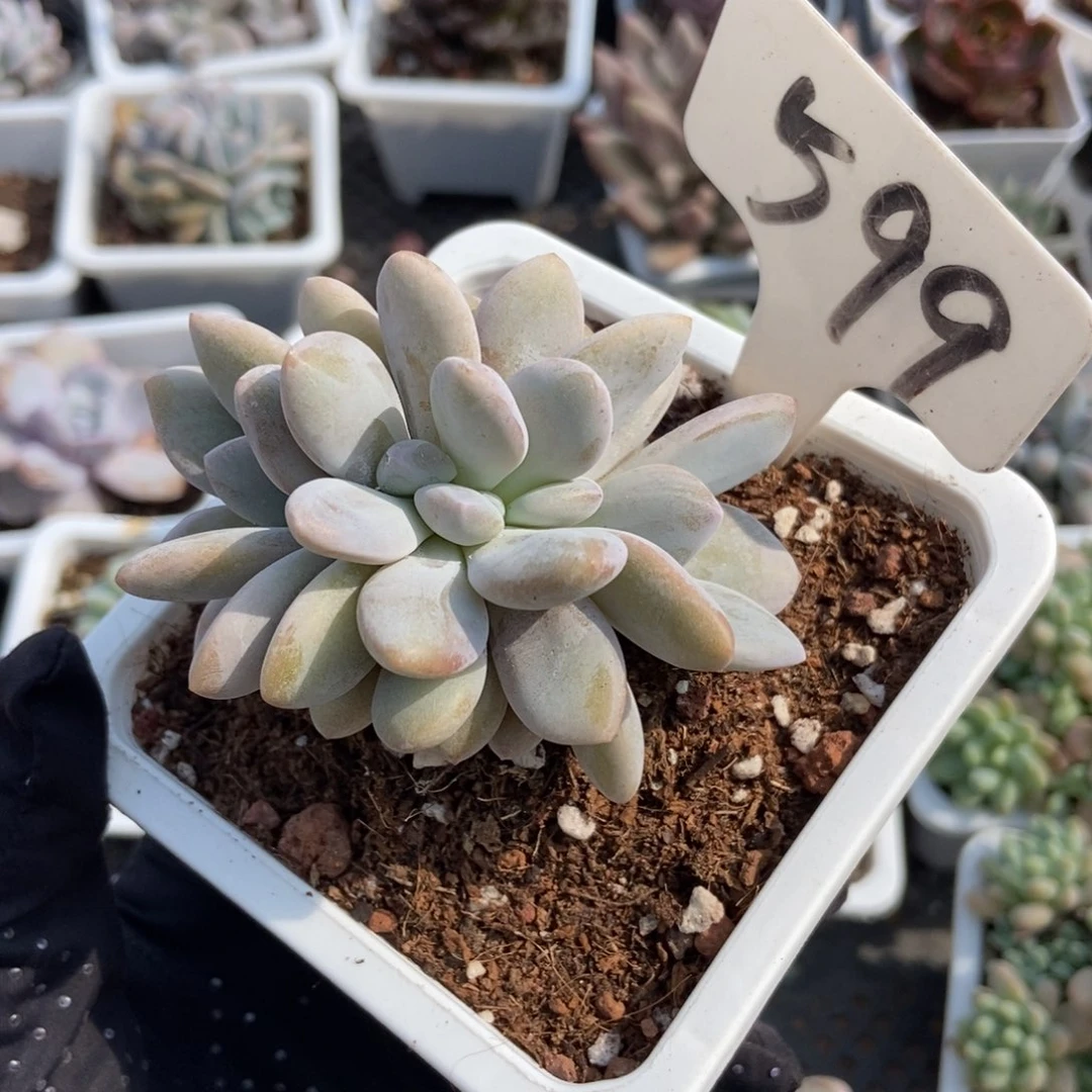 599粉兔多肉植物保护