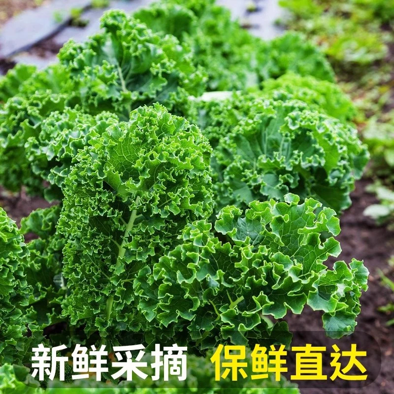 新鲜羽衣甘蓝3斤-5斤装嫩叶甘兰kale健身榨汁西餐食材蔬菜沙拉