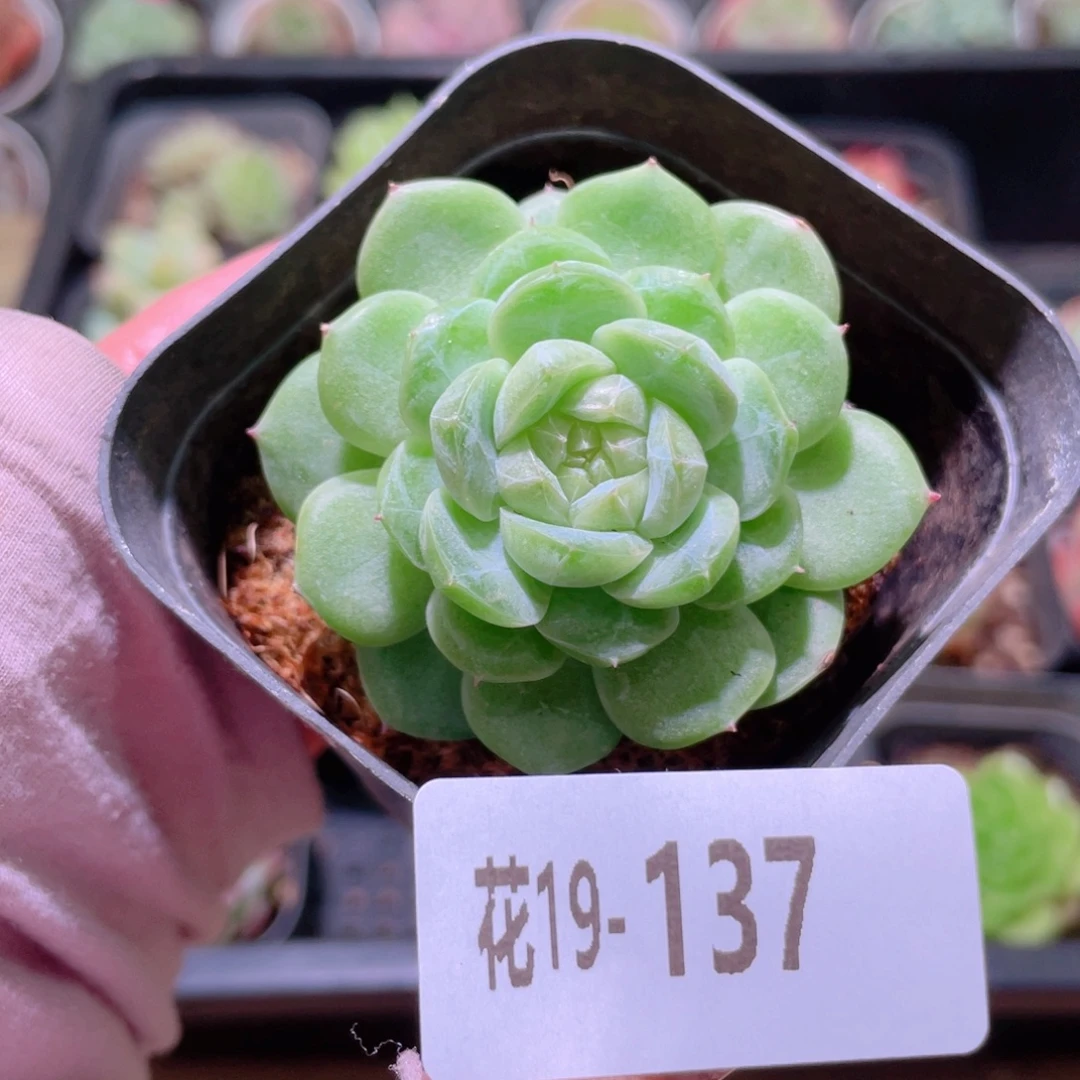 花利美19-137麦秆