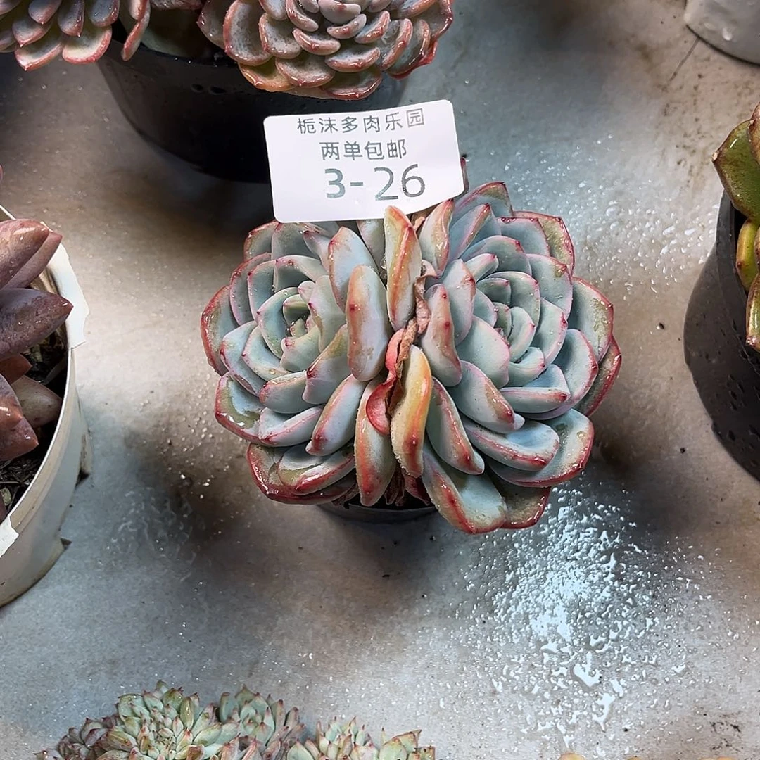 3-26泡芙多肉植物