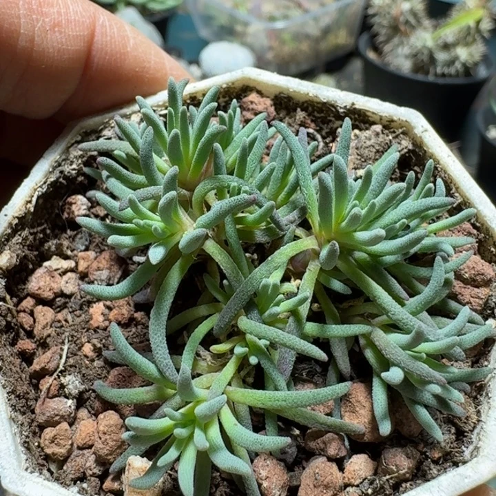 670晶珊瑚带盆发货