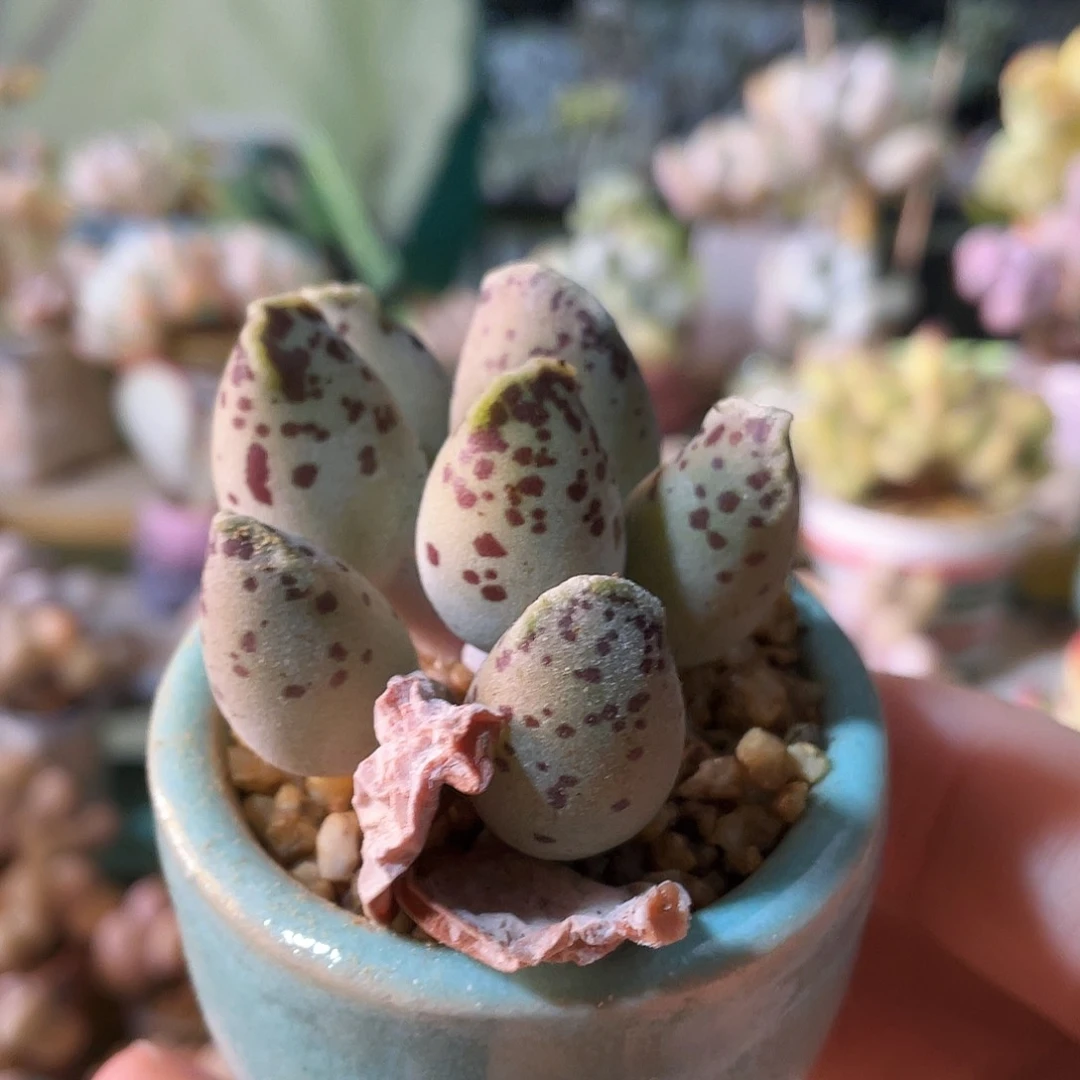 青**土多肉植物的生长发育与生长发育