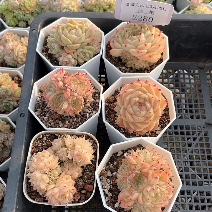 薇薇安园艺多肉2280
