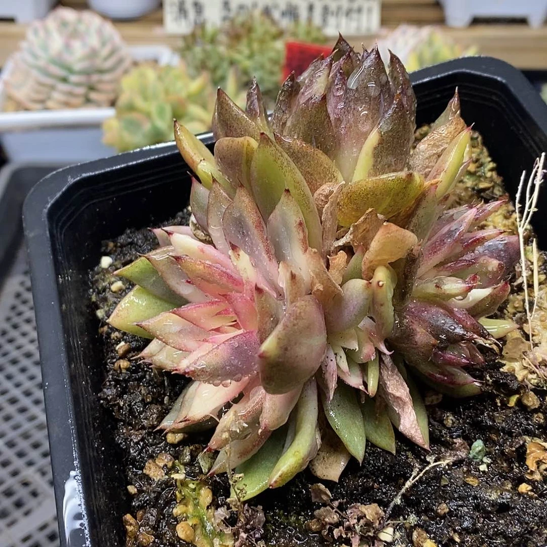 04126 黑水晶玫瑰宽锦