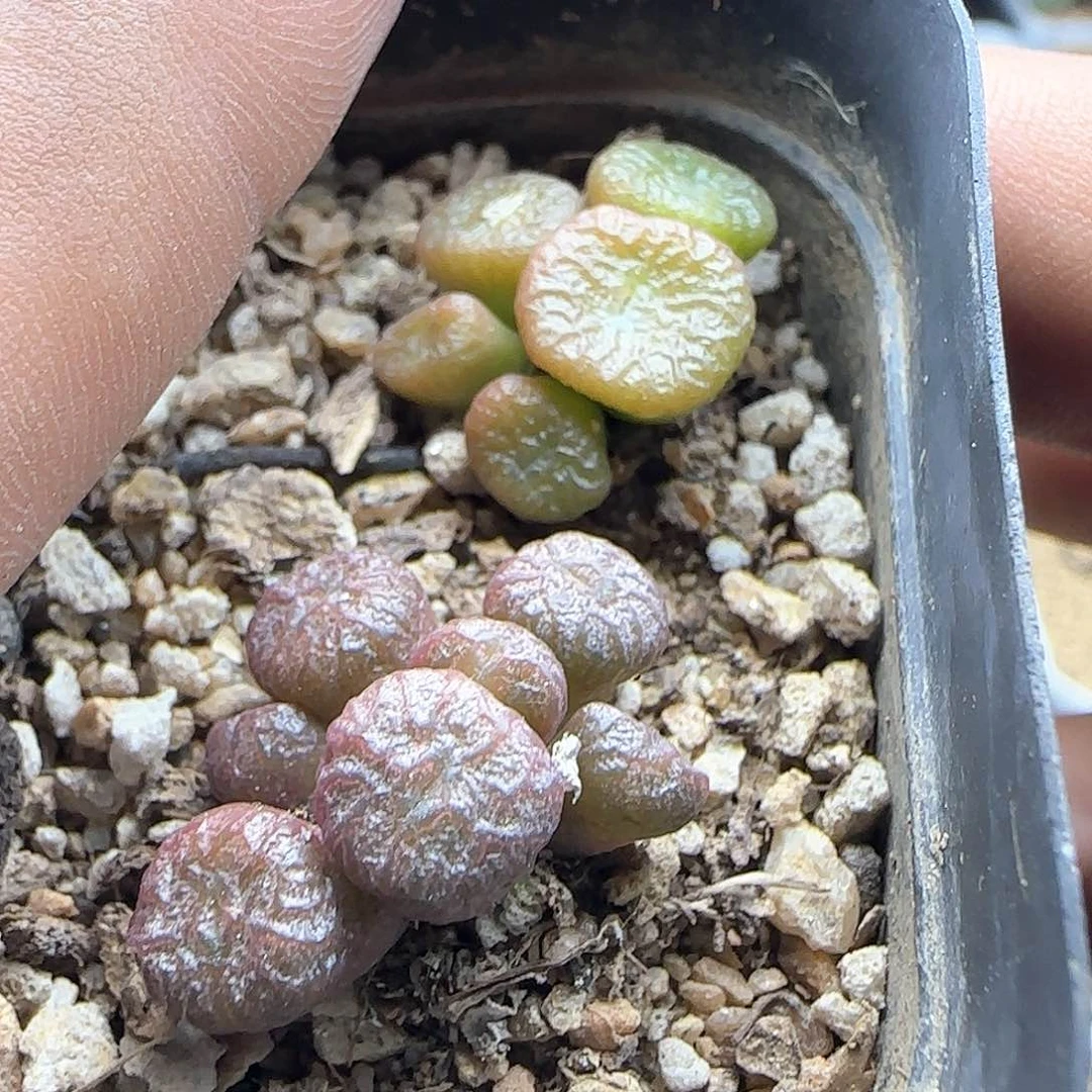 请***洋脱土年后发货23982